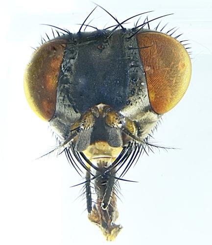 Phaonia tuguriorum